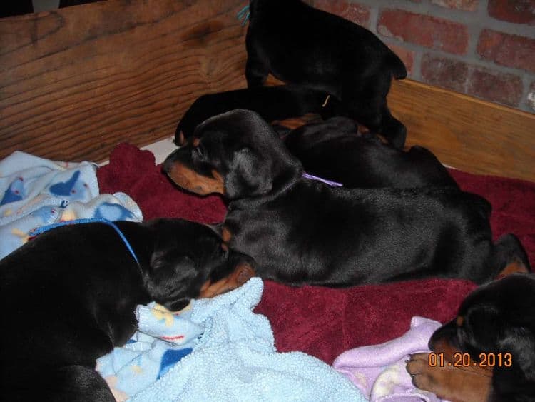 black and rust doberman puppies