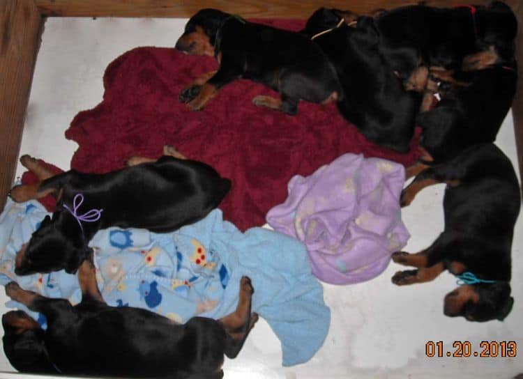 black and rust doberman puppies