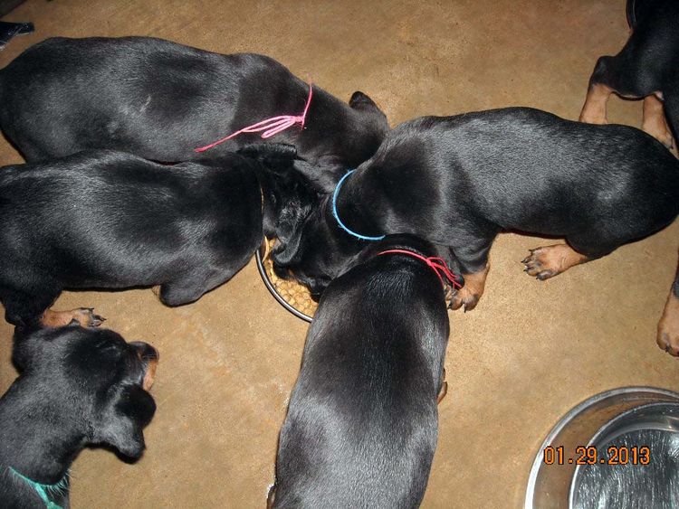 black and rust doberman puppies