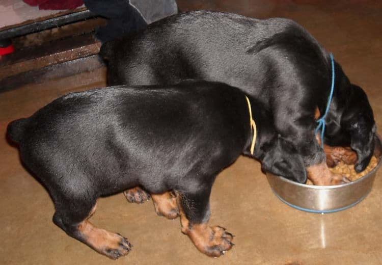 black and rust doberman puppies