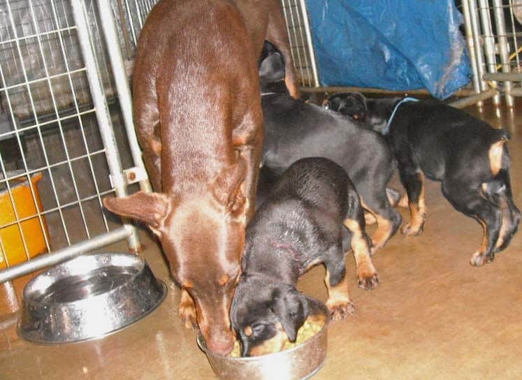 black and rust doberman puppies