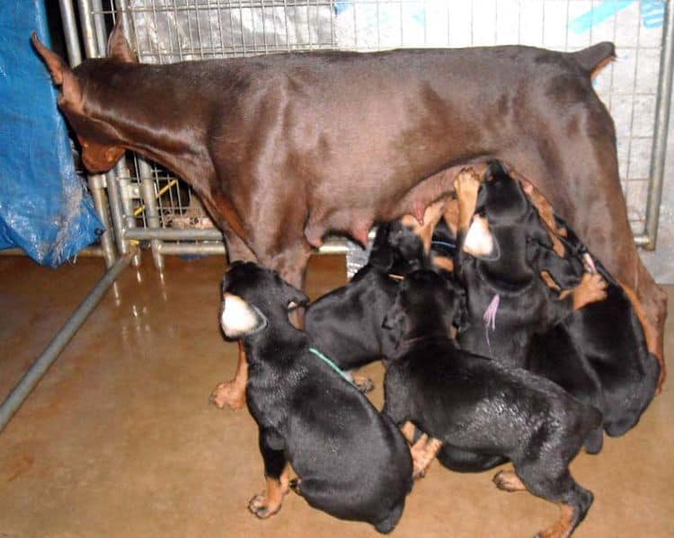 black and rust doberman puppies