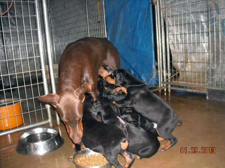 black and rust doberman puppies