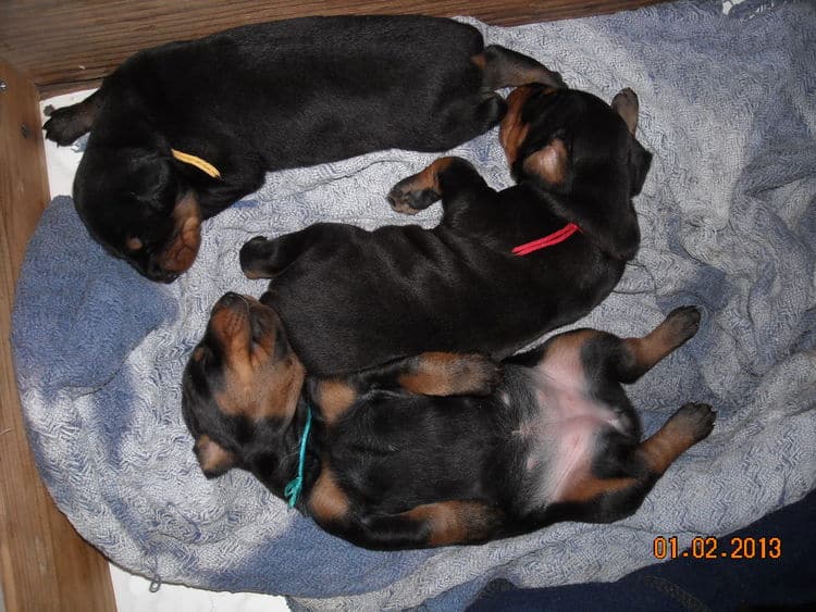 black and rust doberman puppies