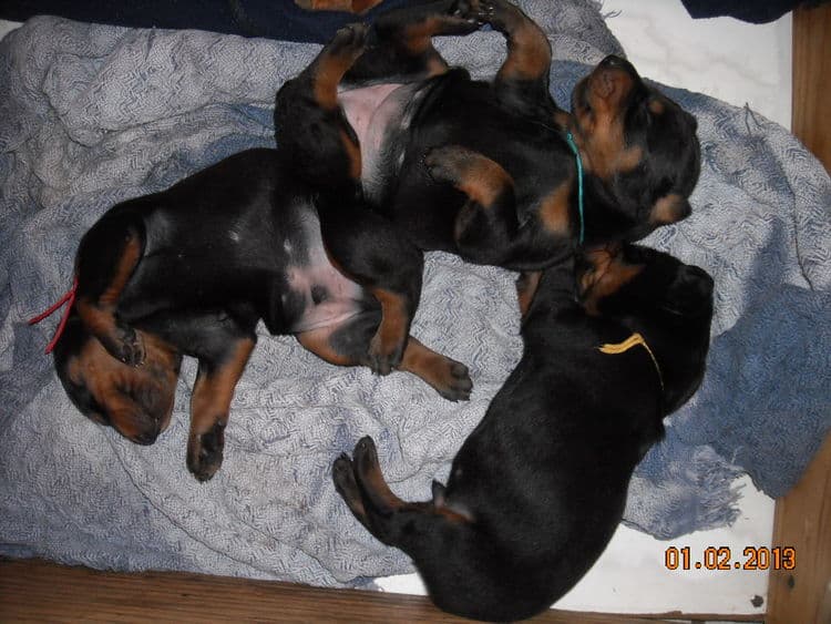 black and rust doberman puppies