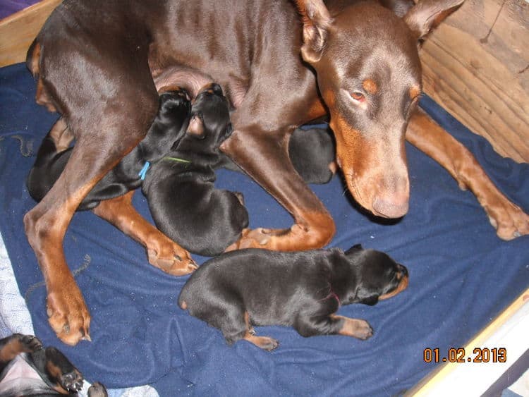 black and rust doberman puppies