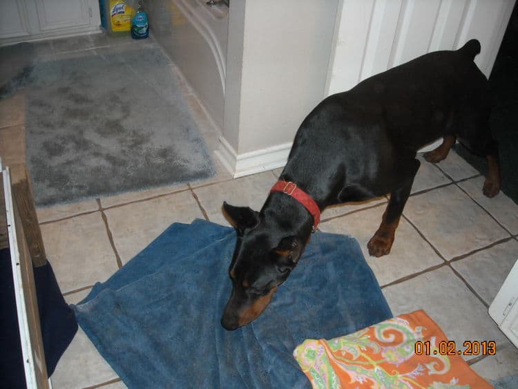 black and rust doberman puppies