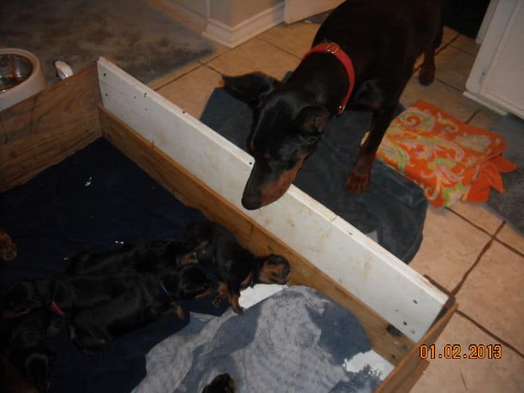 black and rust doberman puppies