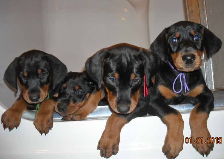 black and rust doberman puppies