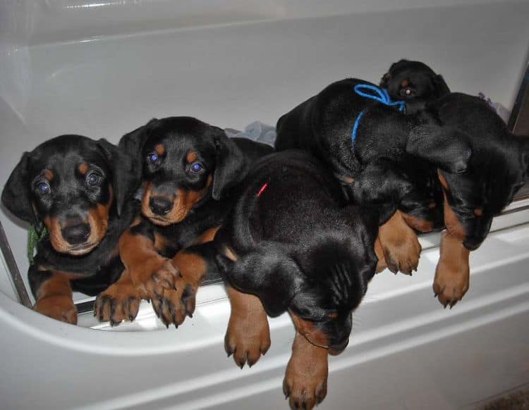 black and rust doberman puppies