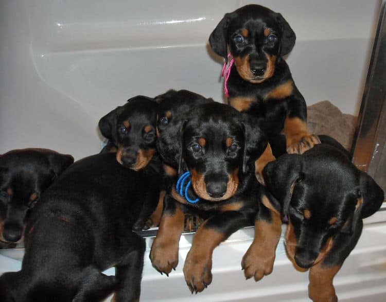 black and rust doberman puppies