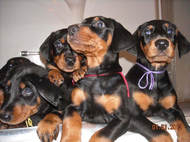 black and rust doberman puppies