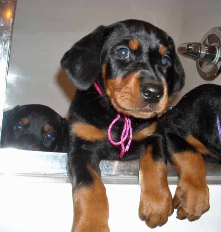 black and rust doberman puppies