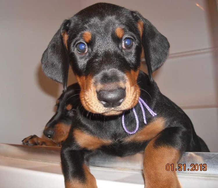 black and rust doberman puppies