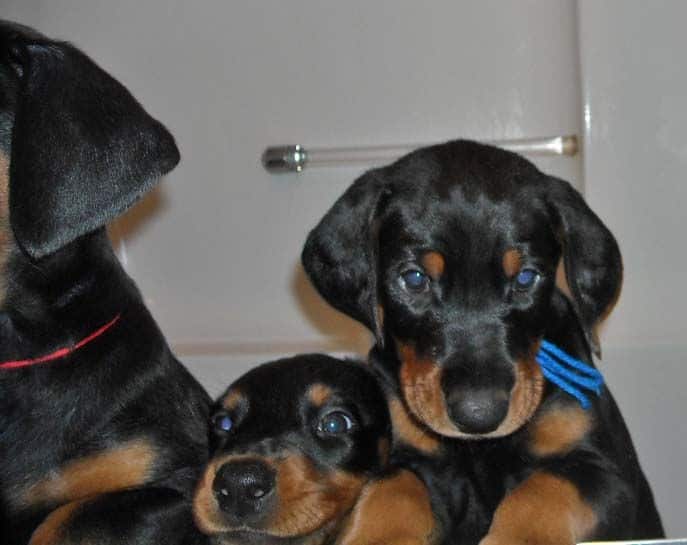 black and rust doberman puppies