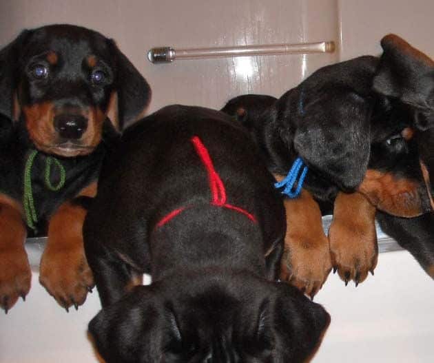 black and rust doberman puppies