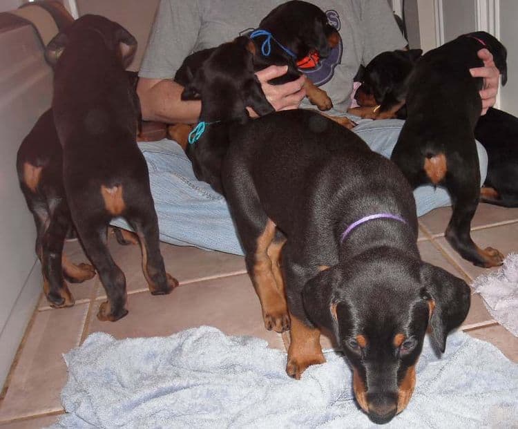 black and rust doberman puppies