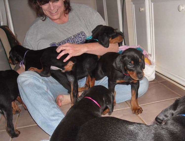 black and rust doberman puppies