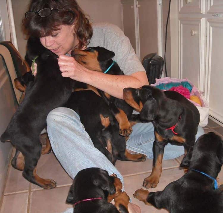 black and rust doberman puppies