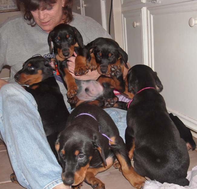 black and rust doberman puppies