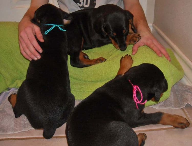 black and rust doberman puppies