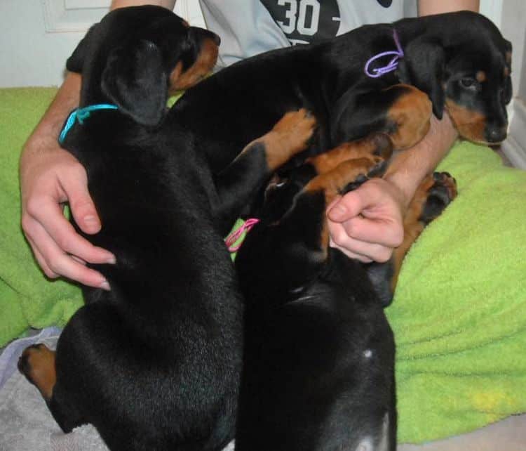 black and rust doberman puppies