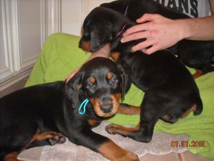 black and rust doberman puppies