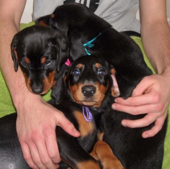 black and rust doberman puppies