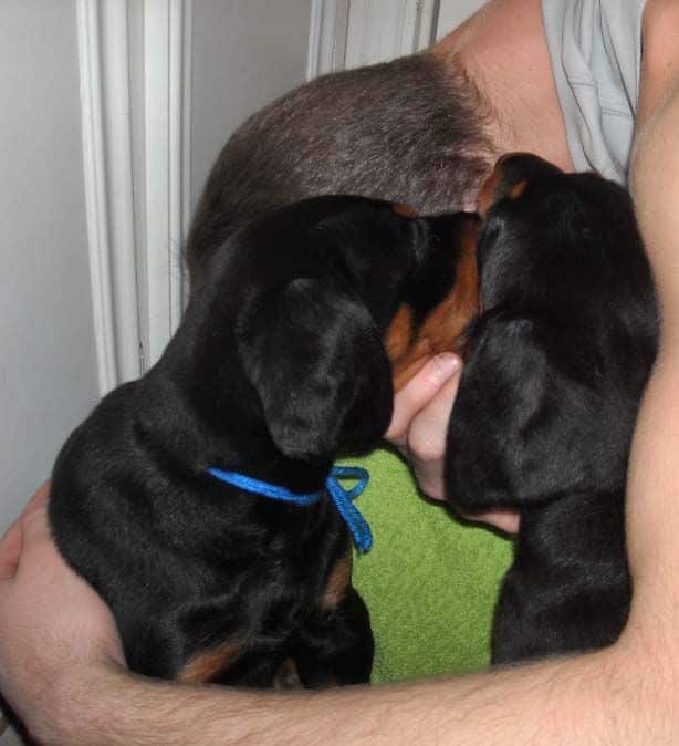 black and rust doberman puppies