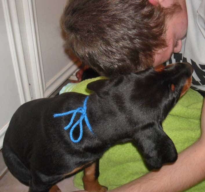 black and rust doberman puppies