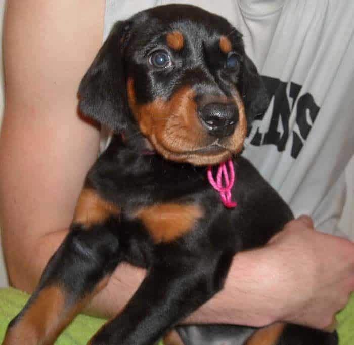 black and rust doberman puppies