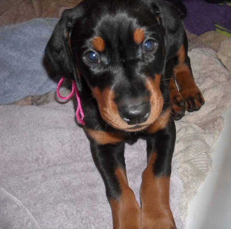 black and rust doberman puppies