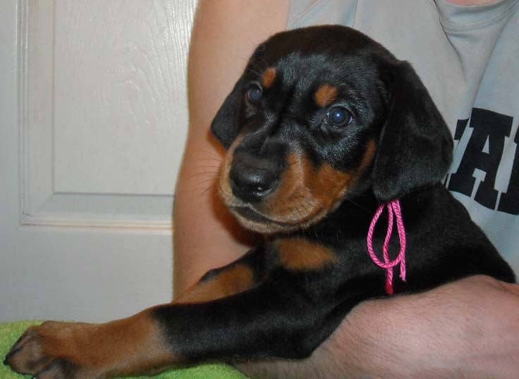 Watson's new black and rust female doberman puppy