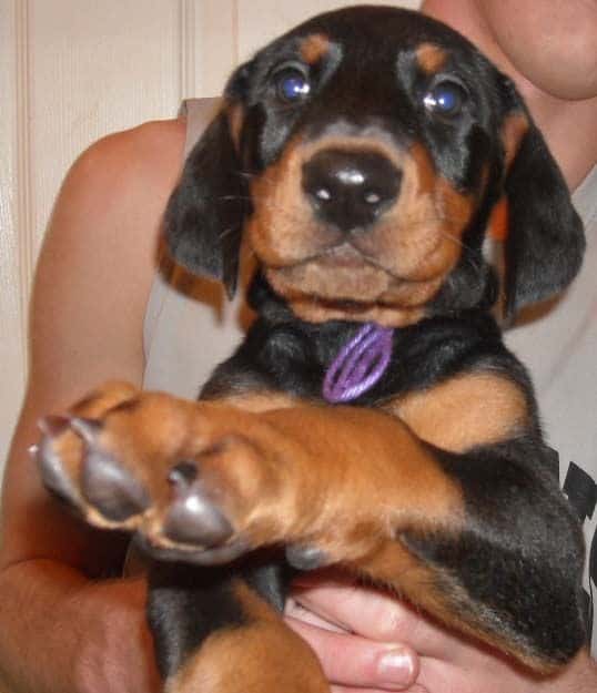 black and rust doberman puppies