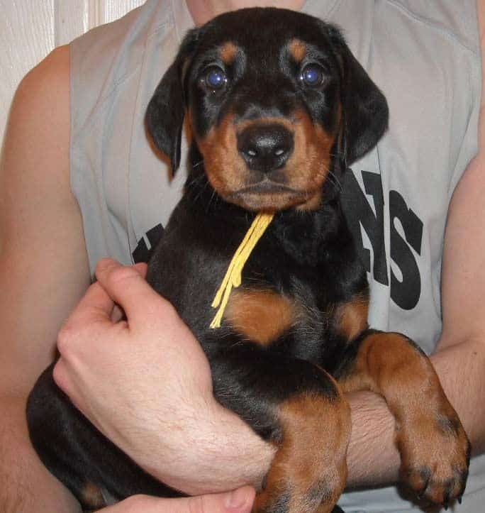 black and rust doberman puppies