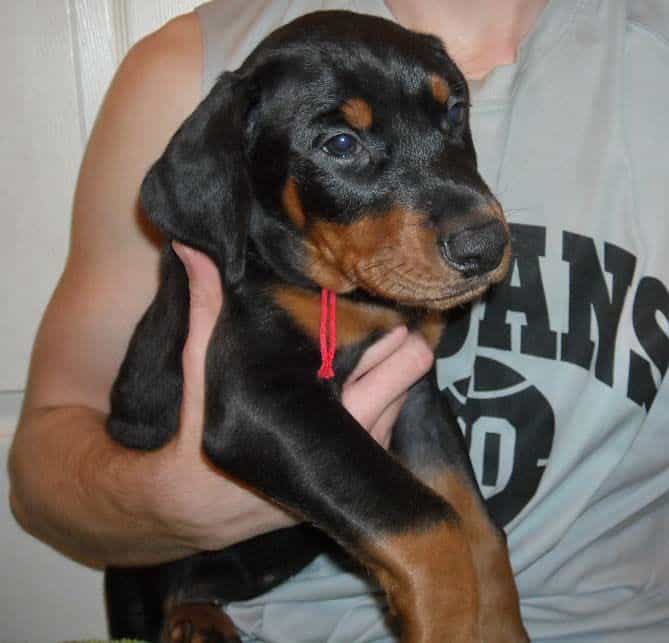 black and rust doberman puppies