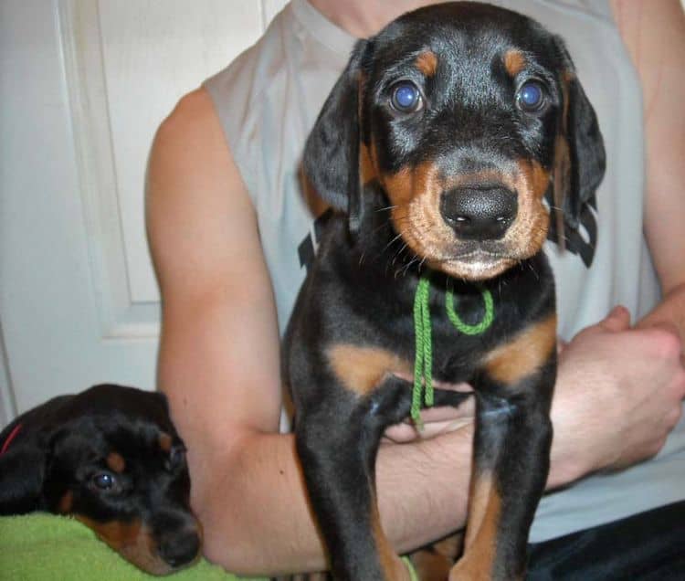 black and rust doberman puppies