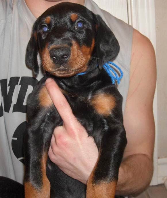 black and rust doberman puppies