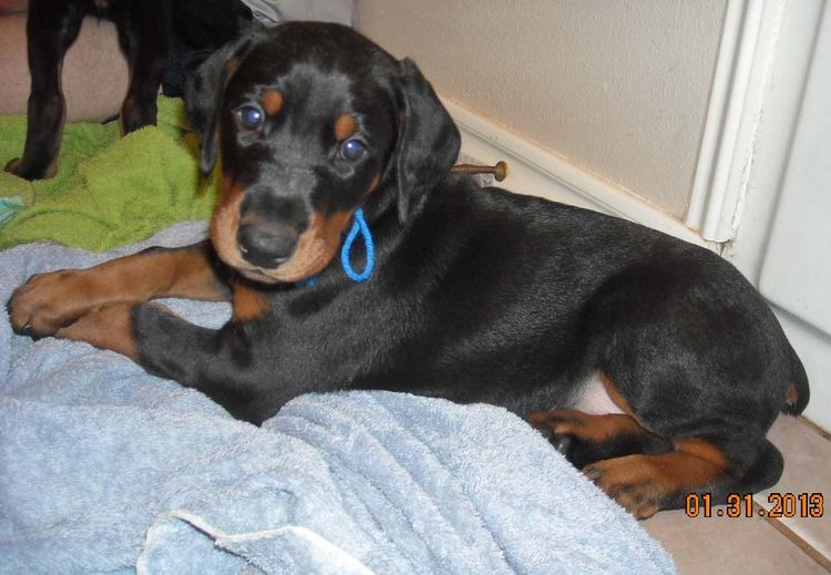 black and rust doberman puppies