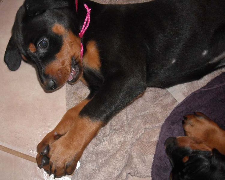 black and rust doberman puppies