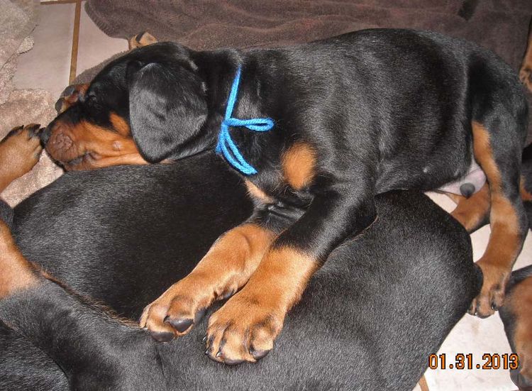 black and rust doberman puppies