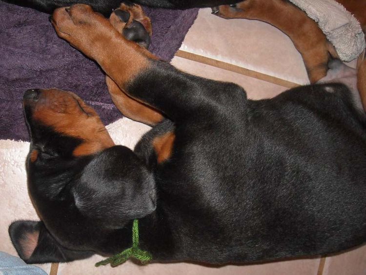 black and rust doberman puppies