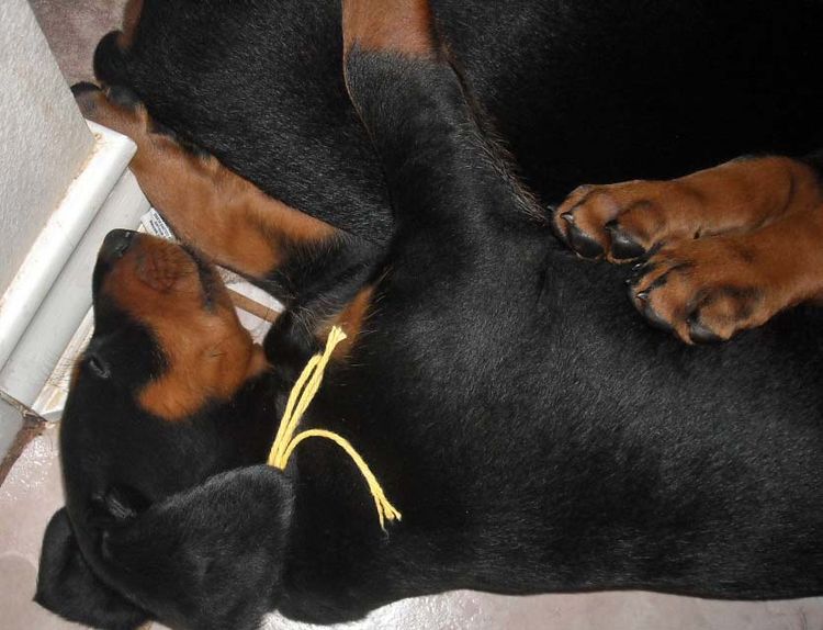 black and rust doberman puppies