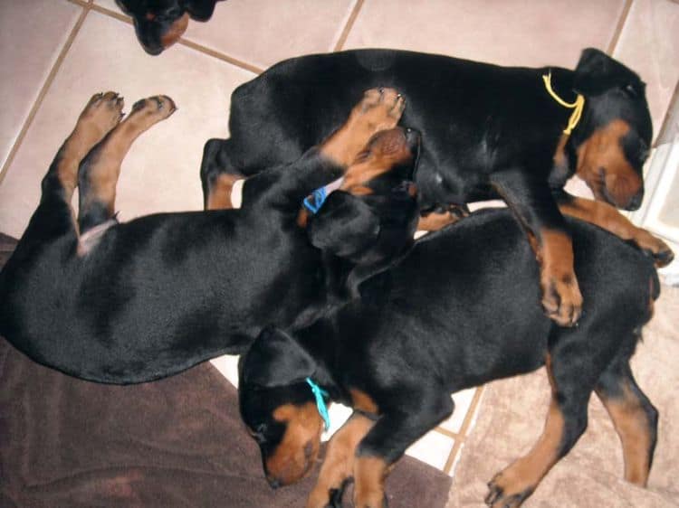 black and rust doberman puppies