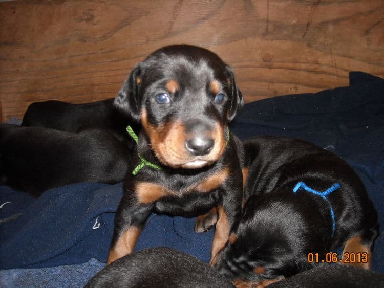 black and rust doberman puppies