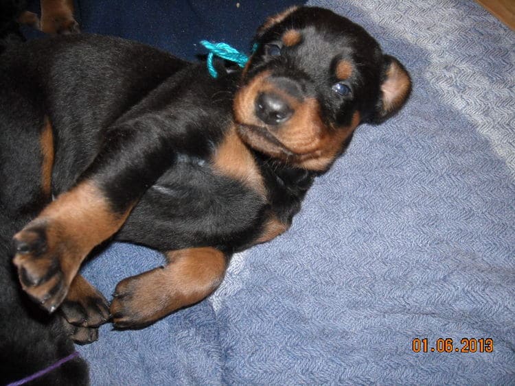 black and rust doberman puppies