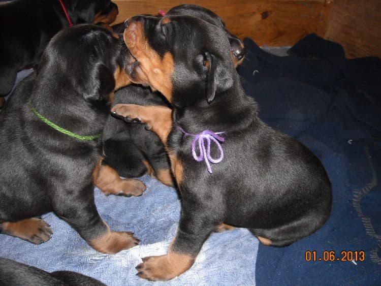 black and rust doberman puppies