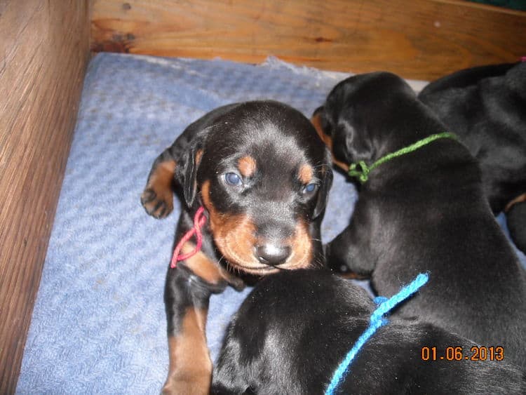 black and rust doberman puppies