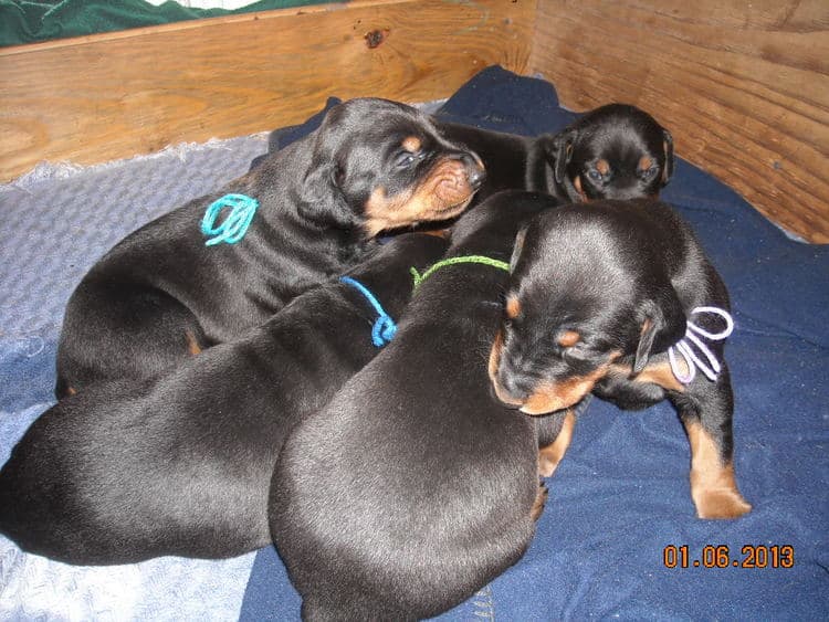 black and rust doberman puppies