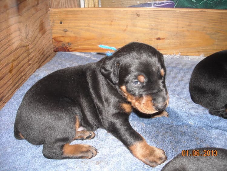 black and rust doberman puppies